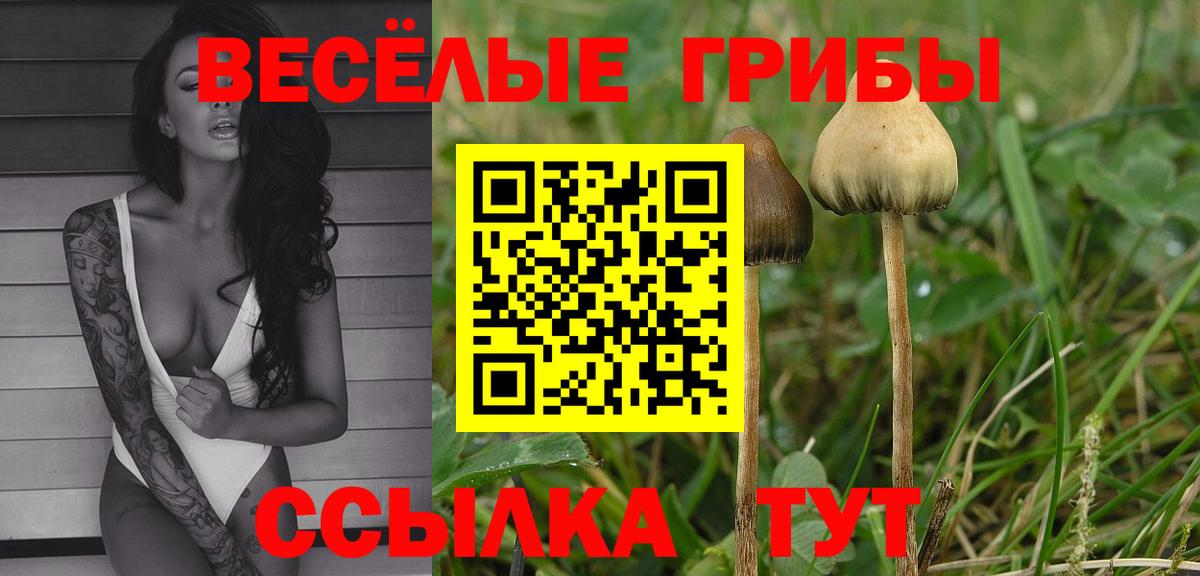 Галлюциногенные грибы Psilocybine cubensis Саранск